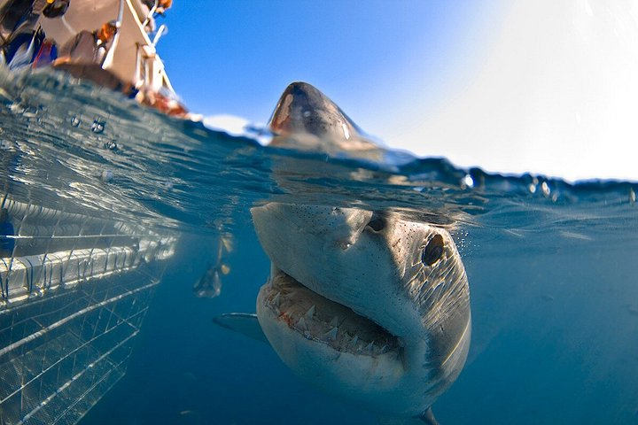 Shark Cage Diving with complimentary air in cage from Gansbaai - Photo 1 of 25
